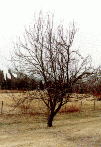 Молодое свободно растущее лиственное дерево