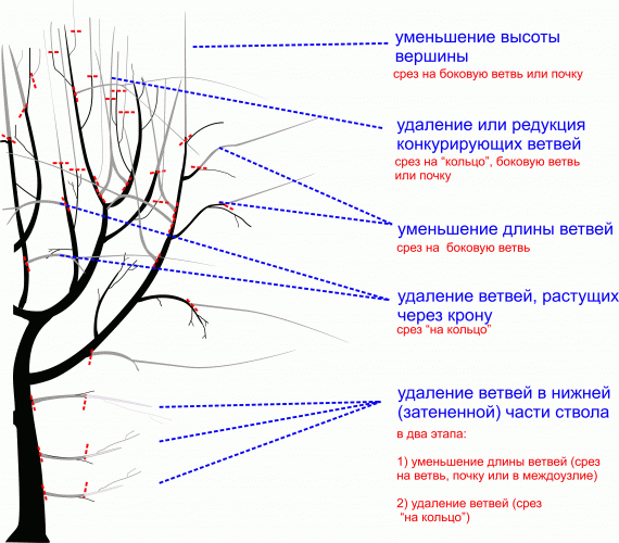 Многоствольные или многовершинные деревья