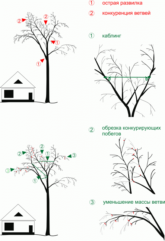 Устранение дефектов структуры кроны взрослого дерева