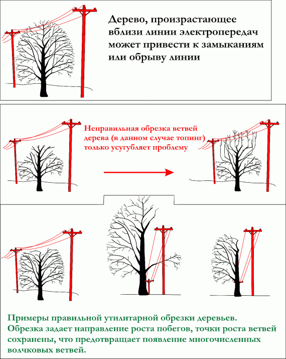 Правильная обрезка деревьев рядом с проводами