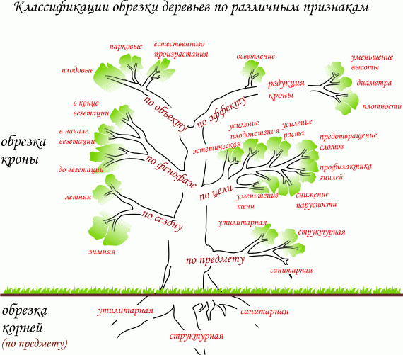 Разнообразие классификаций и видов обрезки деревьев