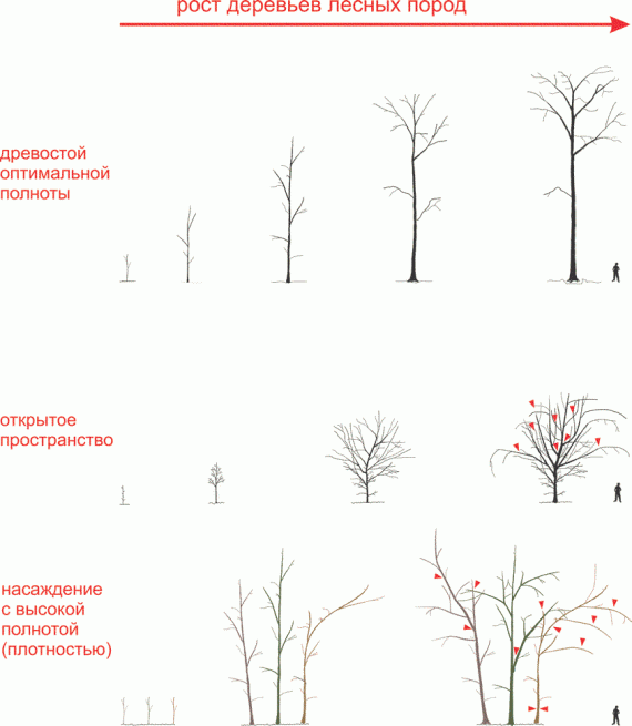Рост деревьев в разных условиях