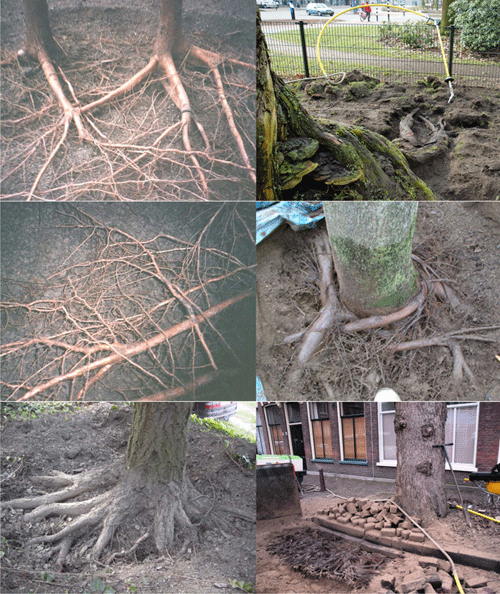 Доктор Лес. Обследование корневой системы дерева