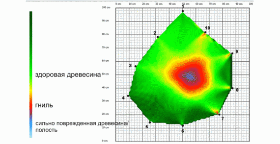 Доктор Лес. Диагностика скрытых гнилей