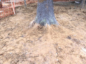 Лечение деревьев: уплотнение грунта
