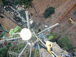 Удаление дерева рядом с проводами
