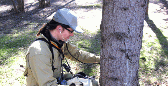 Обследование деревьев