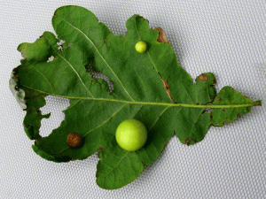 Болезни листьев: галлица дубовая