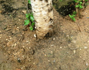 Гибель деревьев: насыпной грунт